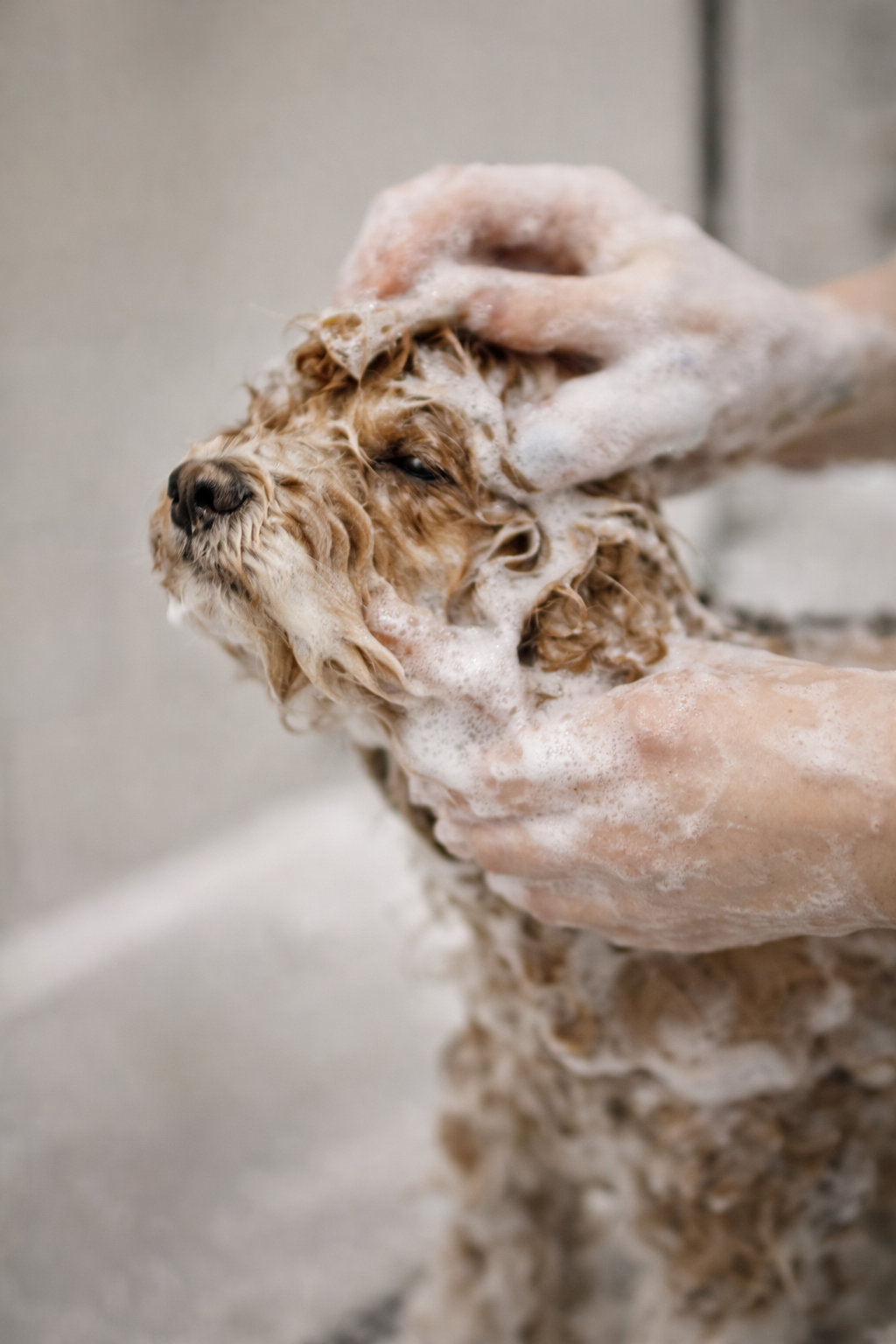Pet Grooming 8